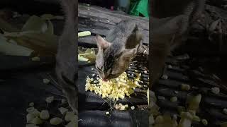 Miauwsukanya makan jagung kucingabuabuyanglucu anakkucinglucuimutgemesin cat catlover [upl. by Schnur]