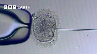 How IVF Works  The Story of Fertility  BBC Earth Science [upl. by Eveleen]