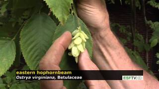 Trees with Don Leopold  eastern hophornbeam [upl. by Steward259]