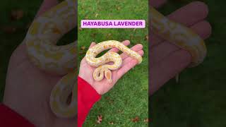 HAYABUSA LAVENDER ALBINO BALL PYTHON🔥😍 [upl. by Pestana]