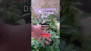 Porque tomar chá de picão preto plantas shorts hortas shortes shortsyoutube [upl. by Karna]