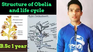 Structure of Obelia [upl. by Buttaro]