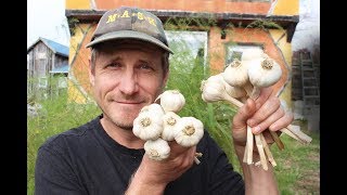 How to Store Garlic for LongTerm Use [upl. by Nyleahs]