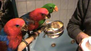 Feeding 3 Baby Eclectus Parrots [upl. by Artekal]