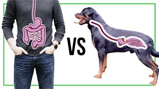 Dog Stomach vs Human stomach [upl. by Nathanil]