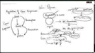 lac operon [upl. by Nrehtak592]