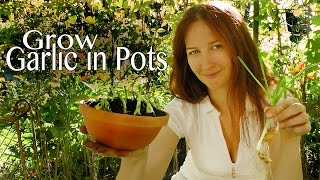 Garlic Chives Grow garlic greens in pots  How to Grow a Garden with Scarlett [upl. by Hakaber]