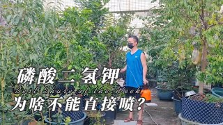 磷酸二氫鉀為啥不能直接噴？這樣使用效果才翻倍，以後別再用錯了 [upl. by Farl342]