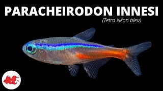 Paracheirodon innesi  Tetra néon bleu ✔ [upl. by Yeltrab150]