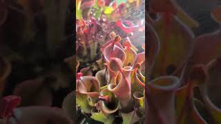 Heliamphora watering time asmr plants [upl. by Eirrehc578]