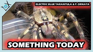 A BIT of Things amp FAVORITE Tarantula Species MOLT【Tarantula Molts amp Things】 [upl. by Tezzil664]