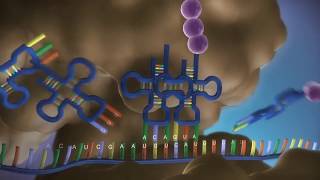 Biologia Dal DNA alla proteina in 3D [upl. by Sacttler45]