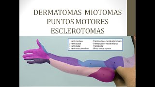 dermatomas y miotomas [upl. by Tteragram454]