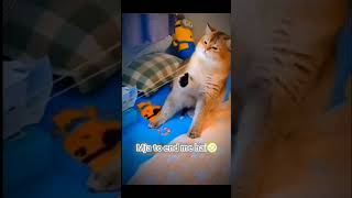 Did you feel the pain shortsfeed memes funnymemes catmemes gain97 youtubeshorts viral trend [upl. by Nas]