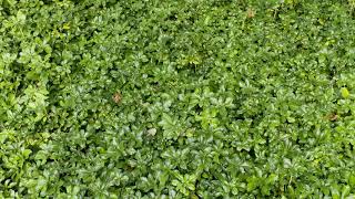 Pachysandra terminalis  Japanese Spurge [upl. by Sivaj]