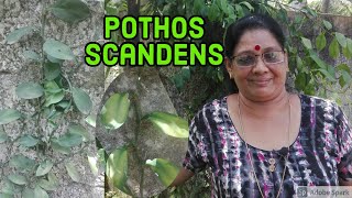 Pothos Scandens Explanation In Malayalam ആനപ്പരുവ ആമകഴുത്ത്മരക്കൊടി  Climbing Aroid  പരുവക്കൊടി [upl. by Alema10]