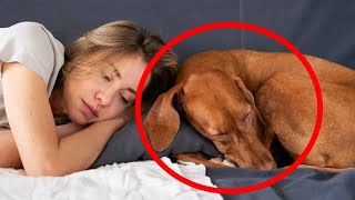 Why Does Your Dog Sleep with You What Your Dogs Sleep Spot Reveals About Your Bond 🔥 [upl. by Hpsoj]