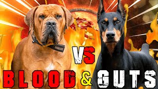 Boerboel vs Doberman  Doberman vs Boerboel  Powerful Guard Dog  Billa Boyka [upl. by Haze]