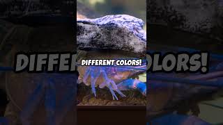 Crayfish Tank Lighting Tips crayfish shorts crawfish lobster [upl. by Aymik707]