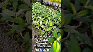 Spathiphyllum Sensation Variegated tissueculture spathiphyllum laboratory lab plant invitro [upl. by Areik]