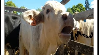 🐄 🐮 Cow Sound Effect 🔊  Lowing Mooing Moo 🗣️  Sonido  Mugido de Vaca Vacas Mugiendo Muu 🎤 [upl. by Oecile]