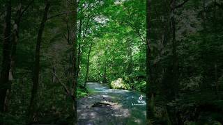 Oirase Stream in Towada Aomori 🌱 towada oirase aomori japan 十和田湖 奥入瀬渓流 銚子大滝 自然 夏景色 森 青森 [upl. by Derian]