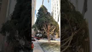 Rockefeller Center Christmas Tree arrives in NYC [upl. by Dranoel]