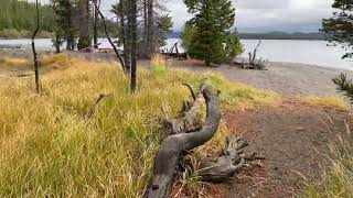 Yellowstone Lake KayakCampsite Flat Mtn Arm Stranded for 2 days New Wolf  bear tracks daily [upl. by Rogovy660]