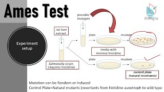 Ames Test II Detection of possible mutagens II Experiment to check mutations using Ames Test [upl. by Fiora]