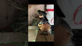 Day 2 of the Robin’s Nest Gave the robins a worm from my garden birds nature [upl. by Shaylah]