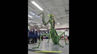 Mantis Muse Beauchamp College Master Derek Frearson [upl. by Cerf608]