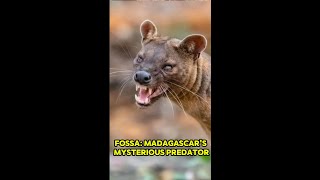 Fossa Madagascars Mysterious Predator [upl. by Tterb]