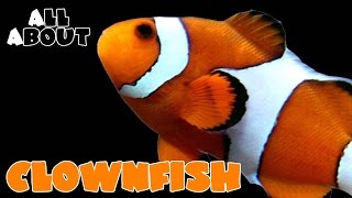 All About The Percula or Ocellaris Clownfish [upl. by Bank]