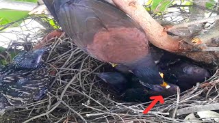 Common myna Birds waiting to receive feces [upl. by Irrac]