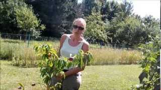 Ernte im Garten Aber was geschieht mit der Ernte nach der Ernte [upl. by Atires]