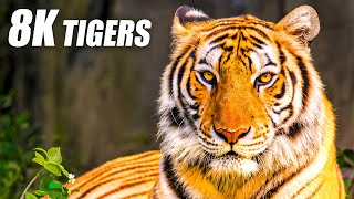 Unique Tigers Collection 8K HDR 60FPS ULTRA HD [upl. by Burlie]