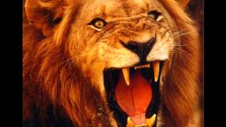 Rugido dos Grandes Felinos  parte 1 roars of big cats [upl. by Eimrots107]