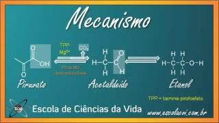 O que é fermentação alcoólica [upl. by Trebleda862]