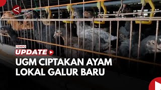 UGM Ciptakan Ayam Lokal Galur Baru Lewat Persilangan [upl. by Ellenod]