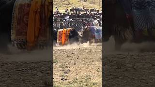 Thrilling Yak Fight in Tibet Locals Cheer as Yaks Clash angry yakfight animals nature bull [upl. by Pall]