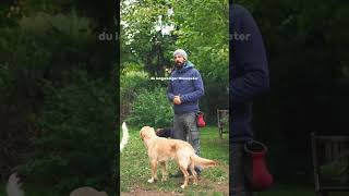 Aufmerksamkeit bei Hundebegegnungen Hundetraining [upl. by Heffron]