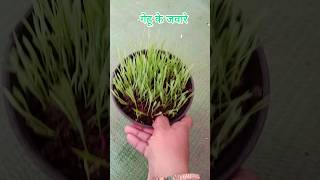 गेंहू के जवारे के फायदे Wheat Grassshortsgardeningmedicine plant viralshort [upl. by Hasen]