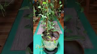 My long Philodendron quotPhilAm Country Livingquot [upl. by Asilef]