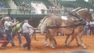 Draft hose pulling championship Arcadia Florida February 11 2017 [upl. by Dihsar]