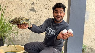 Red ear slider Turtles egg khate hai  turtle turtleeeg boiledegg [upl. by Drhacir]