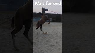 wait for endhors ehorseenthusiast horsefan shotrs viralshorts trending [upl. by Leanatan]