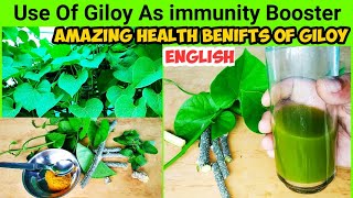 Use Of Giloy As Immunity Booster  Amazing Health Benefits of Giloy Juice  How To Grow Giloy [upl. by Vasya]