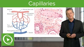 Capillaries Overview amp Definition – Histology  Lecturio [upl. by Ploch99]