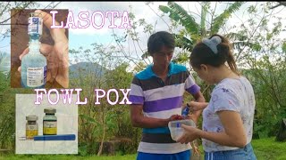 ADMINISTERING FOWL POX AND LASOTA VACCINE NAG BAKUNA KAMI NG MGA ALAGANG MANOK SA FARM [upl. by Nahtanod]