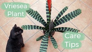 Vriesea Plant Care Tips The Bromeliad With The Flaming Sword Flower  Joy Us Garden [upl. by Dorita]